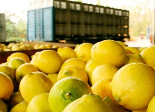 Crece la incertidumbre en el agro por los nuevos aranceles de Trump y la suspensión de importaciones de China
