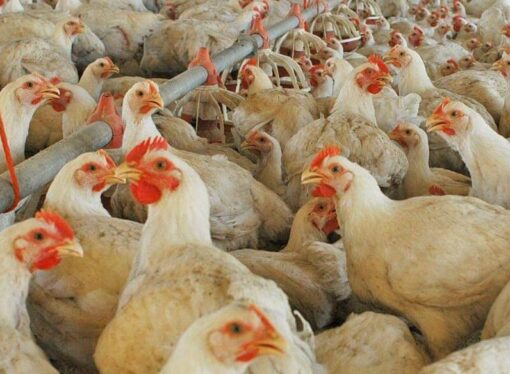 En Entre Ríos, los pollos parrilleros hacen volar alto al agregado de valor