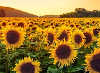 La cosecha de girasol avanza con rindes históricos, pero las lluvias intensas podrían generar pérdidas