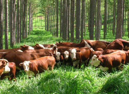 Buscan colaborar con pequeños productores correntinos para que puedan exportar a Europa