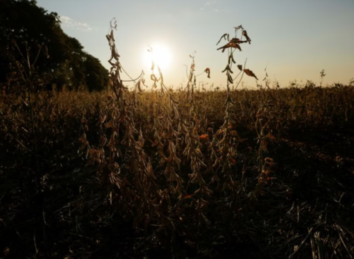 Por la sequía y la ola de calor, la situación es crítica en Chaco