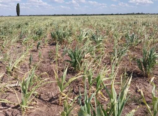 Tierra arrasada: en Chaco los cultivos solo dan pena y acecha un escenario de muerte de vacas