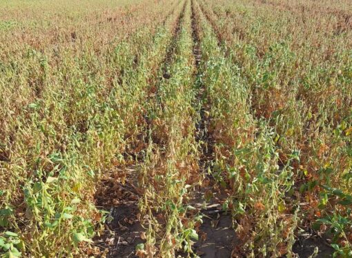 La sequía en el norte del país le cuesta un millón de toneladas a la soja