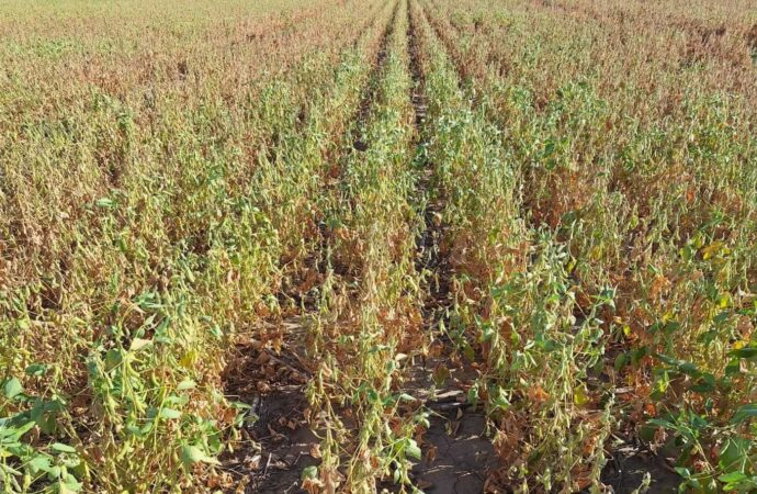 La sequía en el norte del país le cuesta un millón de toneladas a la soja