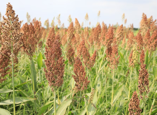 Por el impacto de la sequía en el NEA, habrá menos sorgo este año