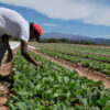 Conflicto en el tabaco: productores e industria no se ponen de acuerdo por los precios