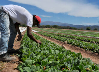 Conflicto en el tabaco: productores e industria no se ponen de acuerdo por los precios