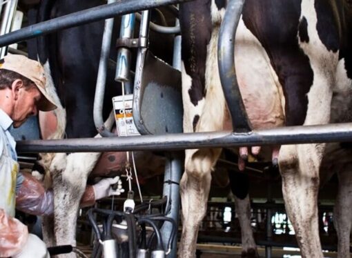 Luz amarilla en la lechería argentina: pasó a ser una de las más caras del mundo por los costos
