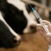 Comienza la primera campaña de vacunación contra la aftosa: el calendario a nivel nacional