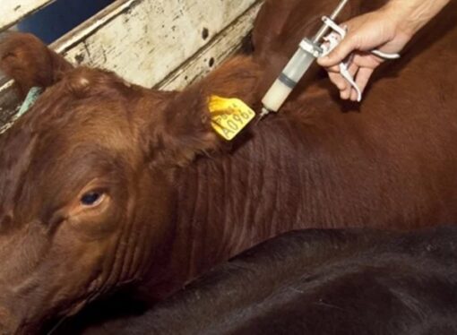 Senasa alista operativo de vacunación contra la fiebre aftosa