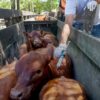 Comienza la campaña anual de vacunación contra la fiebre aftosa en 2025