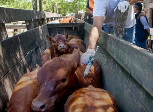 Comienza la campaña anual de vacunación contra la fiebre aftosa en 2025