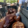 Paraguay dejará de vacunar contra la fiebre aftosa a partir de 2027