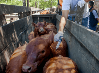 Paraguay dejará de vacunar contra la fiebre aftosa a partir de 2027