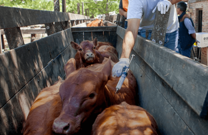 Paraguay dejará de vacunar contra la fiebre aftosa a partir de 2027