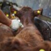 La carne argentina, cara en dólares y con retenciones: productores en jaque