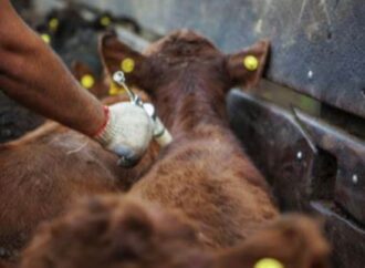 La carne argentina, cara en dólares y con retenciones: productores en jaque