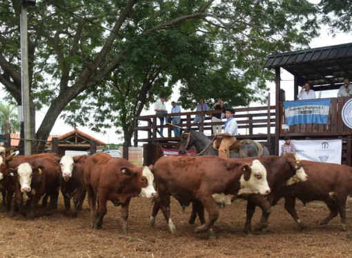 Con buenos precios, se concretó la Concentración y Concurso de Terneros del NEA en la Sociedad Rural de Corrientes