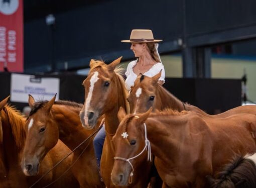 “Yo entiendo lo que piensan”: entrenó caballos en libertad y logró lo que parecía imposible