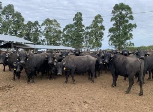 Avances: validarán la calidad microbiológica de la leche de búfala como alternativa productiva regional