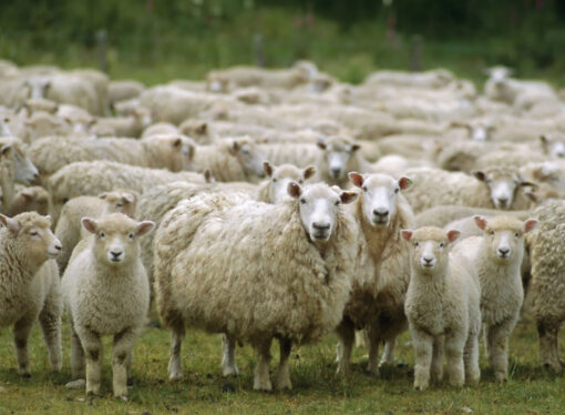 Productores ovinos advierten sobre la crisis que sufren: bajos precios, menos animales y muchos robos