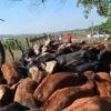 Campo y ciencia: estudian el impacto de fármacos veterinarios en ecosistemas ganaderos