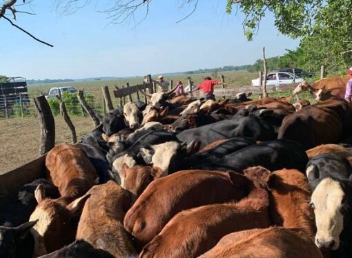 Campo y ciencia: estudian el impacto de fármacos veterinarios en ecosistemas ganaderos