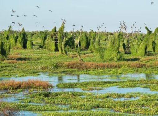 Gran Chaco: un modelo de sostenibilidad para el agro y la conservación ambiental