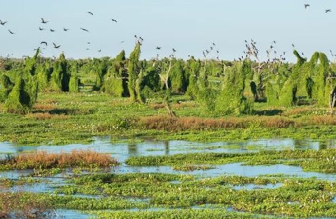 Gran Chaco: un modelo de sostenibilidad para el agro y la conservación ambiental