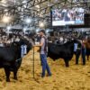 Corrientes será otra vez epicentro de lo mejor de la genética bovina y equina