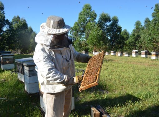 Miel del NEA: ¿Cuáles son las especies florales de mejor aptitud para producir?