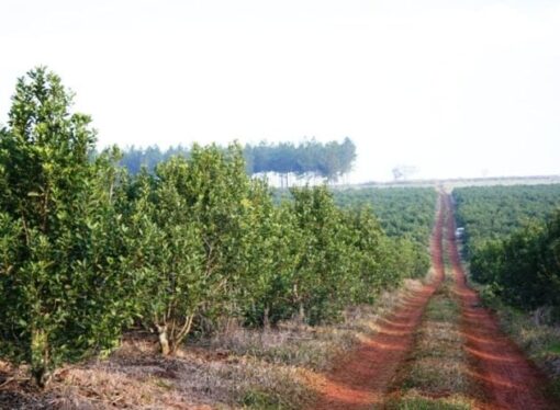 El gobierno nacional derogó el límite a las nuevas plantaciones de yerba mate