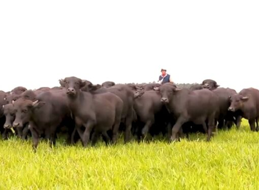 El búfalo correntino recupera su valor: pagaron $2.500 por kilo de un rodeo de bubillos