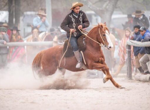 Los caballos argentinos pisan fuerte en el mundo: crecen las exportaciones de equinos en pie