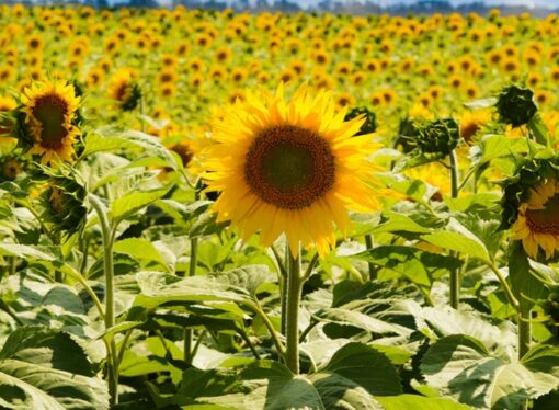 Crece 4% la cosecha de girasol, a 4,5 millones de toneladas, mientras la soja y el maíz pelean el liderazgo