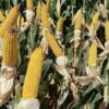 El maíz resiste y se destaca en su capacidad de compra de insumos agropecuarios