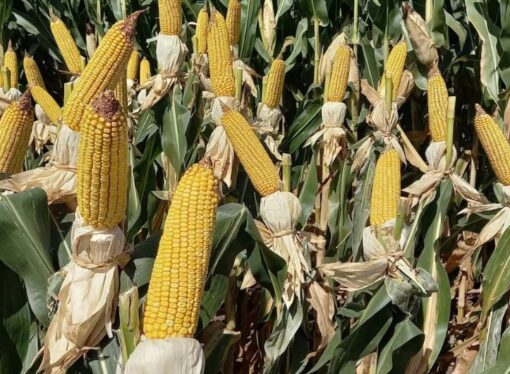 El maíz resiste y se destaca en su capacidad de compra de insumos agropecuarios