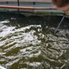 Biofloc: con buenos resultados evalúan un sistema innovador y sostenible para la cría de sábalos