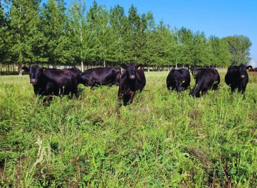 Cómo enfrentar el invierno forrajero tras un verano seco: estrategias clave para el productor ganadero