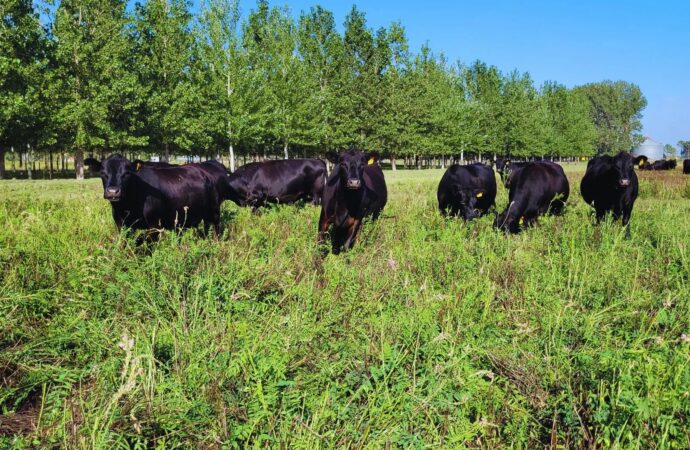 Cómo enfrentar el invierno forrajero tras un verano seco: estrategias clave para el productor ganadero