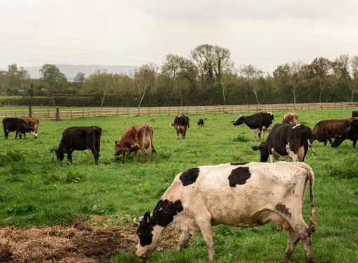 Con menos vacas, la ganadería argentina obtiene la misma cantidad de terneros que en 2007