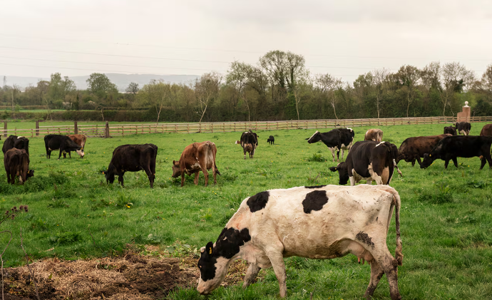 Con menos vacas, la ganadería argentina obtiene la misma cantidad de terneros que en 2007
