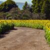 Esperan un nuevo récord en la producción de girasol en Argentina