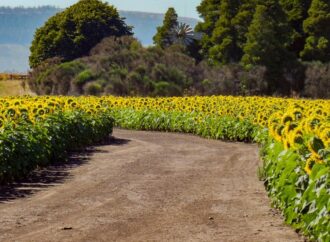 Esperan un nuevo récord en la producción de girasol en Argentina