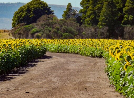 Esperan un nuevo récord en la producción de girasol en Argentina