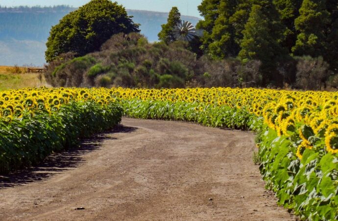 Esperan un nuevo récord en la producción de girasol en Argentina