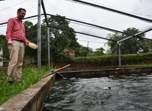 Estudian cómo transformar residuos de la industria arrocera para desarrollar alimentos innovadores para piscicultura