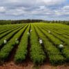 Crisis en el sector tealero: anticipan 45 días el final de la cosecha en Misiones