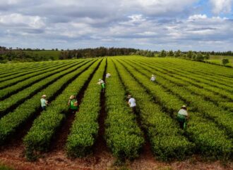 Crisis en el sector tealero: anticipan 45 días el final de la cosecha en Misiones