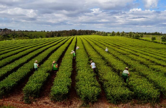 Crisis en el sector tealero: anticipan 45 días el final de la cosecha en Misiones